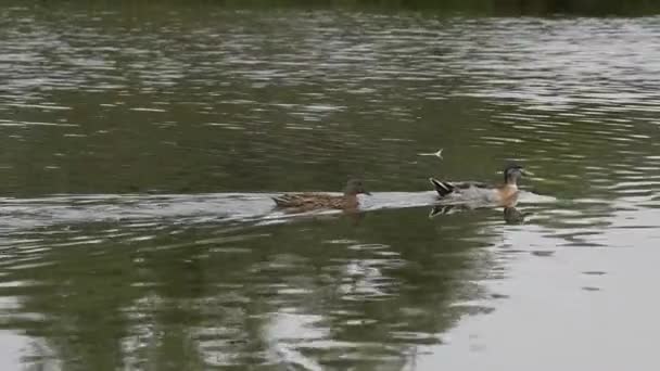 Утки в озере — стоковое видео