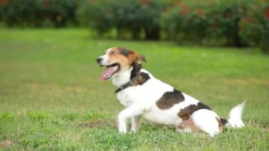 Jack Russell Teriyeri