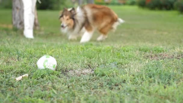 Colley brachte einen Ball. — Stockvideo