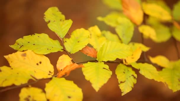 Gren med gula blad — Stockvideo