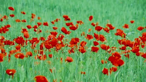 Red poppies — Stock Video