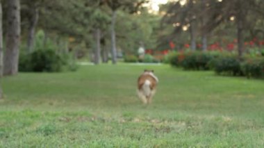 Rough collie çalışır.