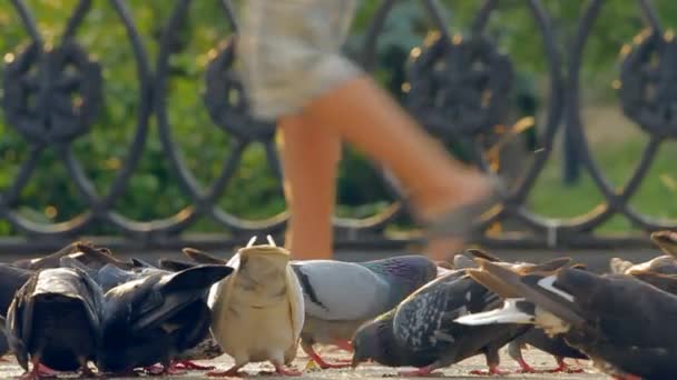 Duiven in de stad parke. — Stockvideo