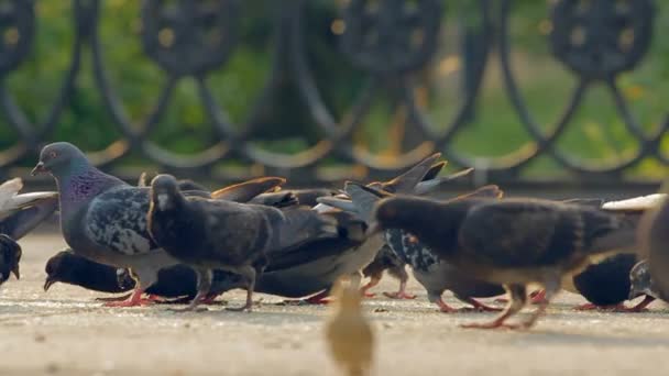 Eine Schar Tauben, die Brotkrumen in der Stadt essen. — Stockvideo