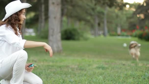 Hermoso perro collie adulto jugando con una pelota en el parque — Vídeos de Stock