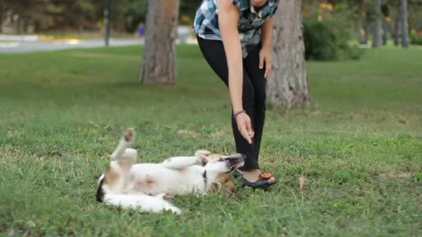 Entrenamiento de perros — Vídeos de Stock