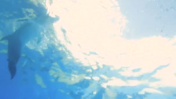 Delfin z piłką pod wodą — Wideo stockowe