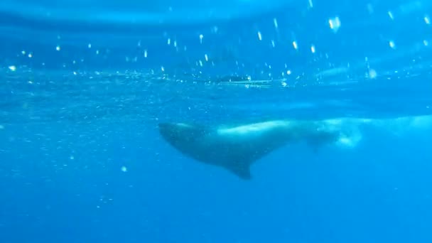 Дельфины кружат вокруг света — стоковое видео