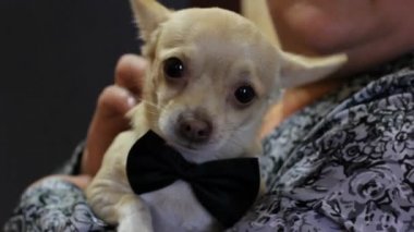 Bir Düğün Günü Oyuncak Köpek