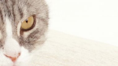 kedi gözleri