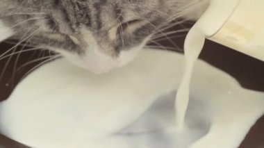 Yavaş Çekimde Kedi İçme Sütü