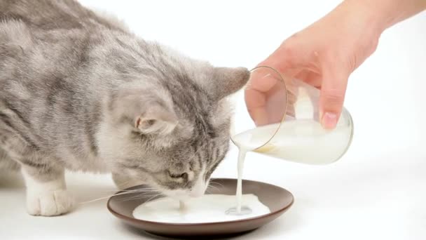Nöjt katt dricker mjölk — Stockvideo