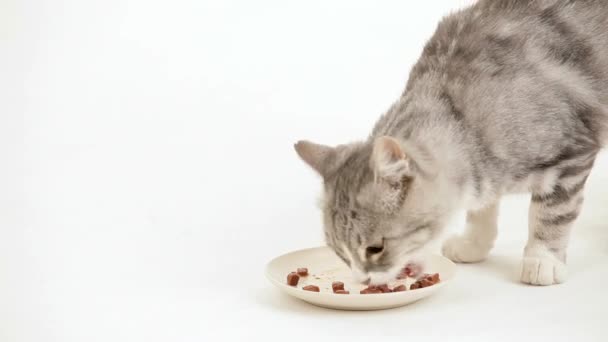 Bol de nourriture pour le chat 