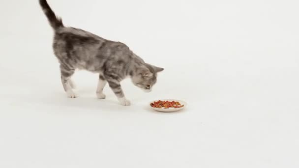 Chat mange des aliments savoureux 