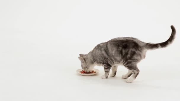 Gatto mangia gustoso — Video Stock