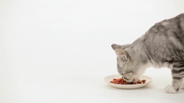 Cat продовольство — стокове відео