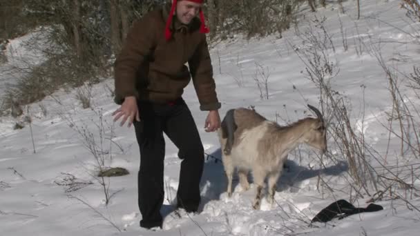 Člověka koza blahopřeje na Vánoce — Stock video