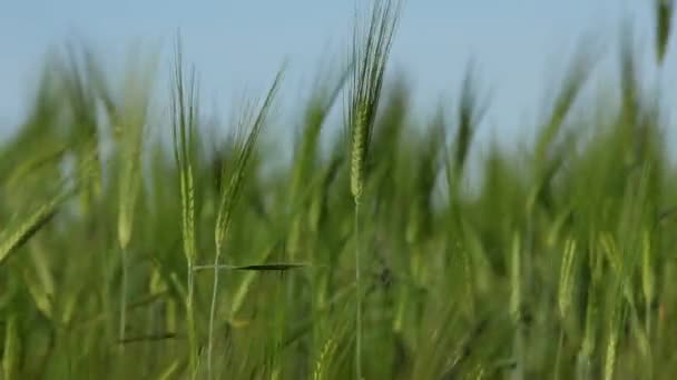 Рост зерновых культур — стоковое видео