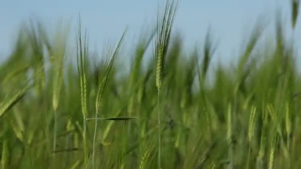 Croissance des céréales 