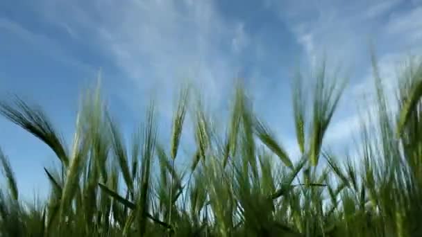 Stjälkar och öron av vete som vajar i den blå himlen — Stockvideo