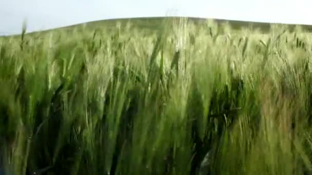 Пшеничное поле с холмом на горизонте — стоковое видео