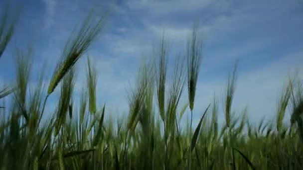 Orejas de trigo balanceándose contra el cielo azul — Vídeo de stock