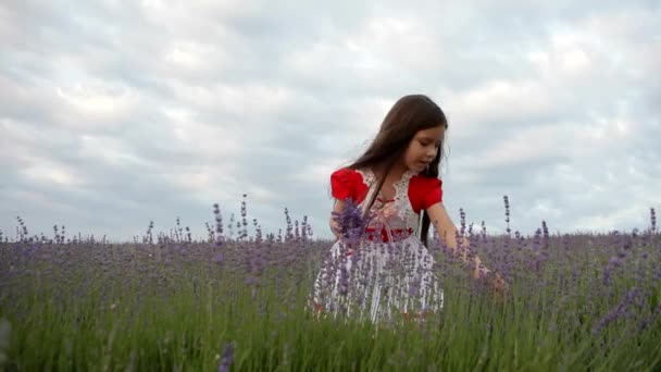 Mädchen sammelt Lavendel — Stockvideo