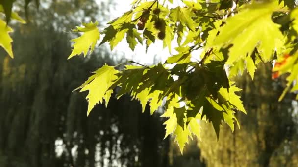 Graines Vertes De Sycomore .