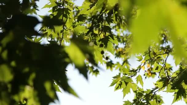 El follaje de un árbol . — Vídeos de Stock