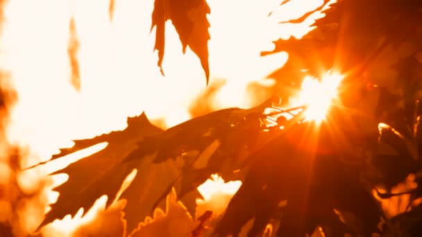 Feuilles d'orange Sycomore Soleil sanctifié — Video