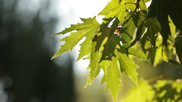 Las ramas y hojas del árbol del avión balanceándose en el viento . — Vídeos de Stock