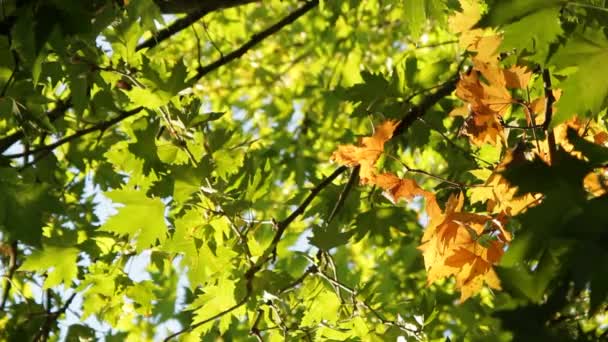 Una rama de árbol amarillo entre verde — Vídeo de stock