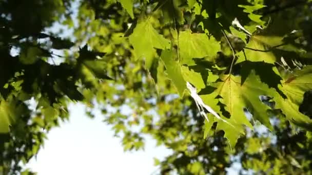 Blätter des Bergahorns im Freien. — Stockvideo