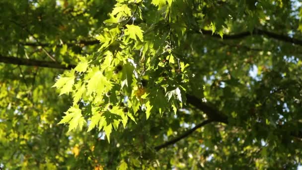 Samenschale hängt an einem Bergahorn — Stockvideo