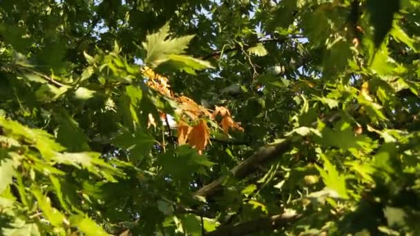 Branches vertes de Sycomore 