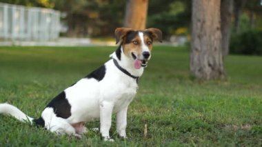 çimenlerin üzerine oturmuş köpek