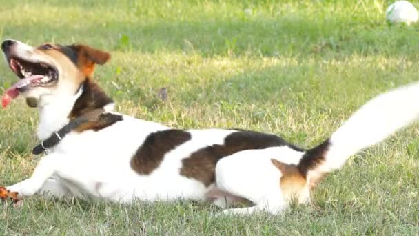 Perros de entrenamiento - Ejecución de comandos — Vídeos de Stock