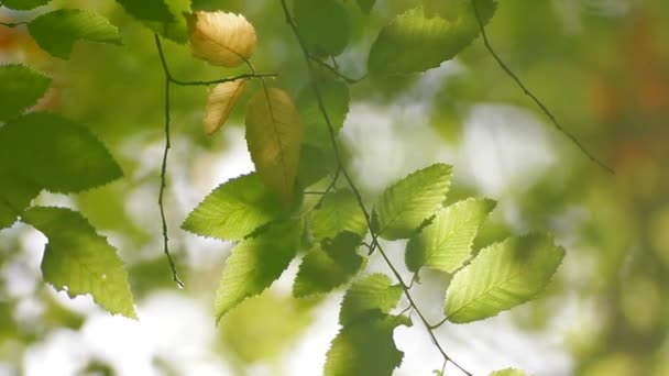 Folhas de arbustos de Corylus — Vídeo de Stock