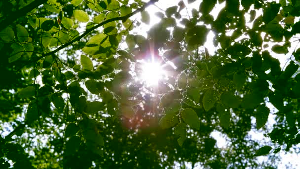 Hoja verde en rayos de sol — Vídeos de Stock