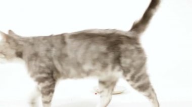 Noble kedi geçer kase, Kuru gıda görmezden.