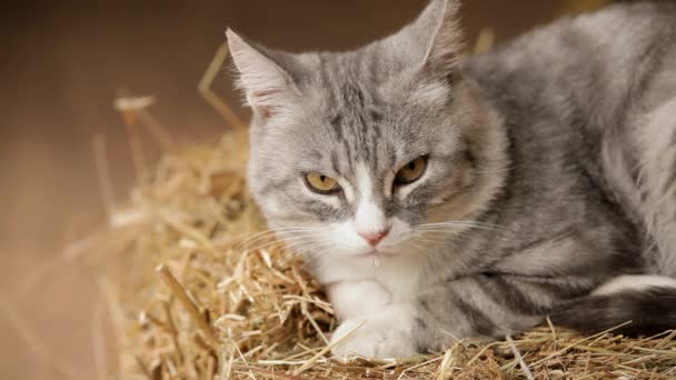 Viejo gato gris sentado en el heno y durmiendo — Vídeo de stock