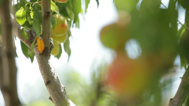 젊은 복숭아 나무는 여전히 녹색 과일. — 비디오