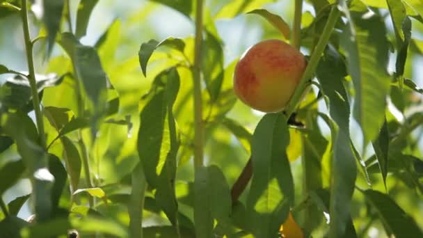 Os frutos amadurecem pêssegos — Vídeo de Stock