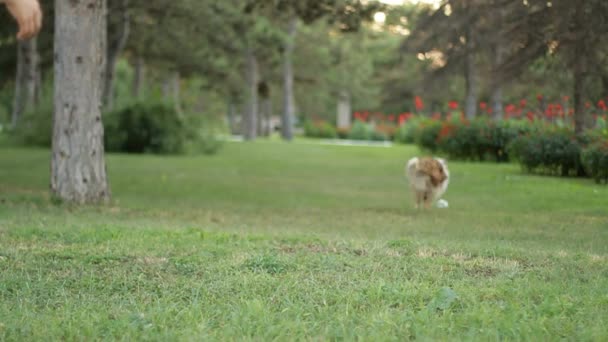 Flickan i parken hund tränad. — Stockvideo