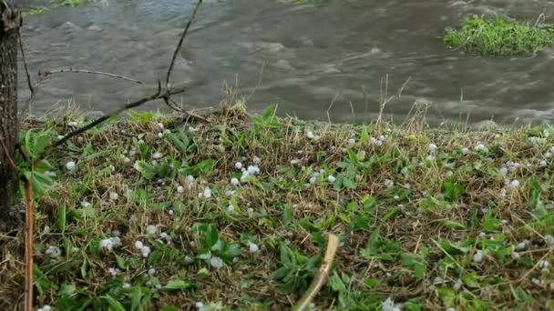 Tischtennisplatte in Ballgröße — Stockvideo