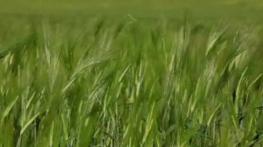 Buğday kulak yeşil arka plan