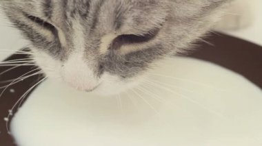 Gri kedi içecek süt makro