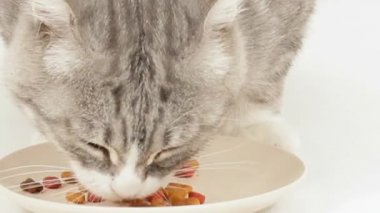 Kedi iştahla konserve balık yemek yiyor