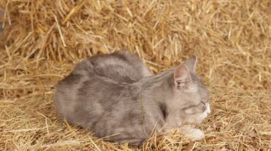 Ahırda saman üzerinde uyuyan kedi.
