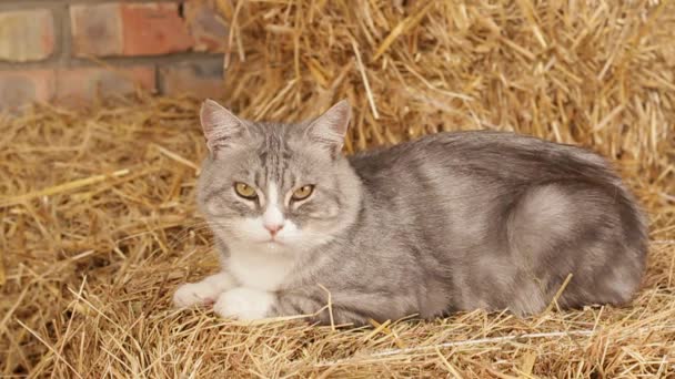 Niet Hhungry kat In het hooi In de Hangar. — Stockvideo